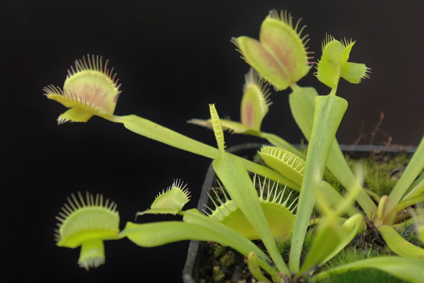 Dionaea muscipula Cerberus