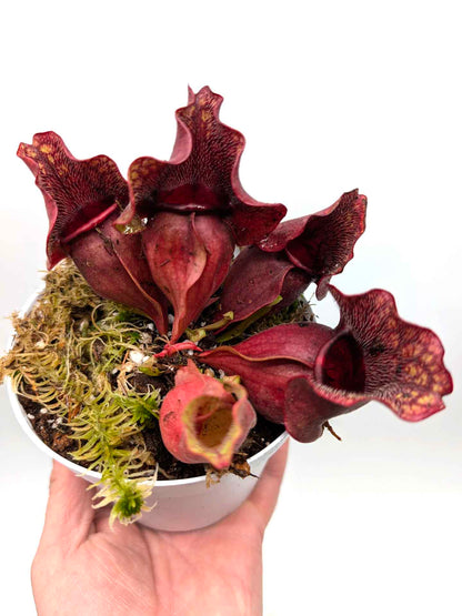 Sarracenia rosea "Chipola Giant" x "Buddha Belly"