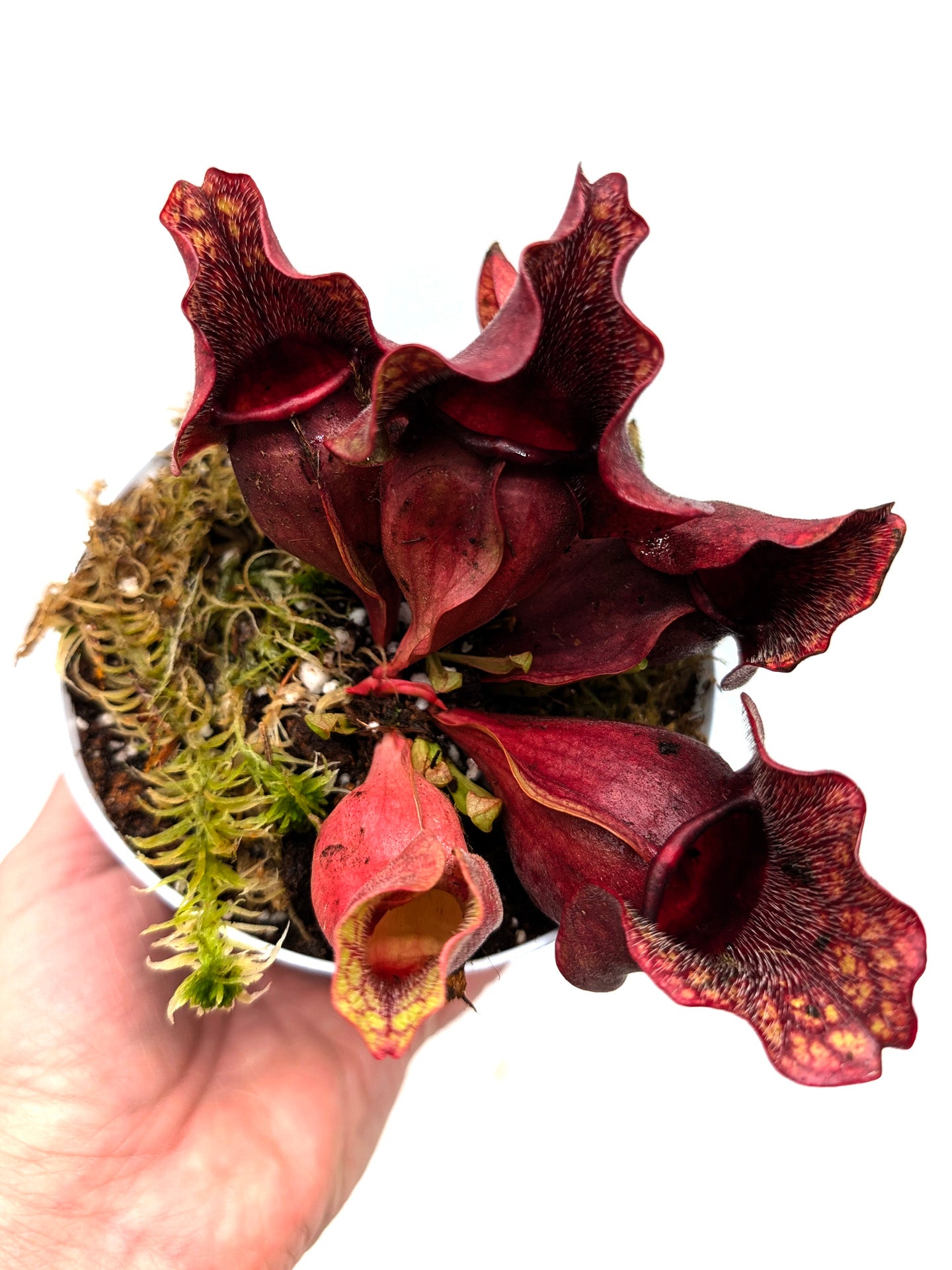 Sarracenia rosea "Chipola Giant" x "Buddha Belly"