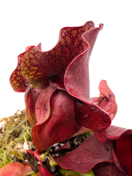 Sarracenia rosea "Chipola Giant" x "Buddha Belly"