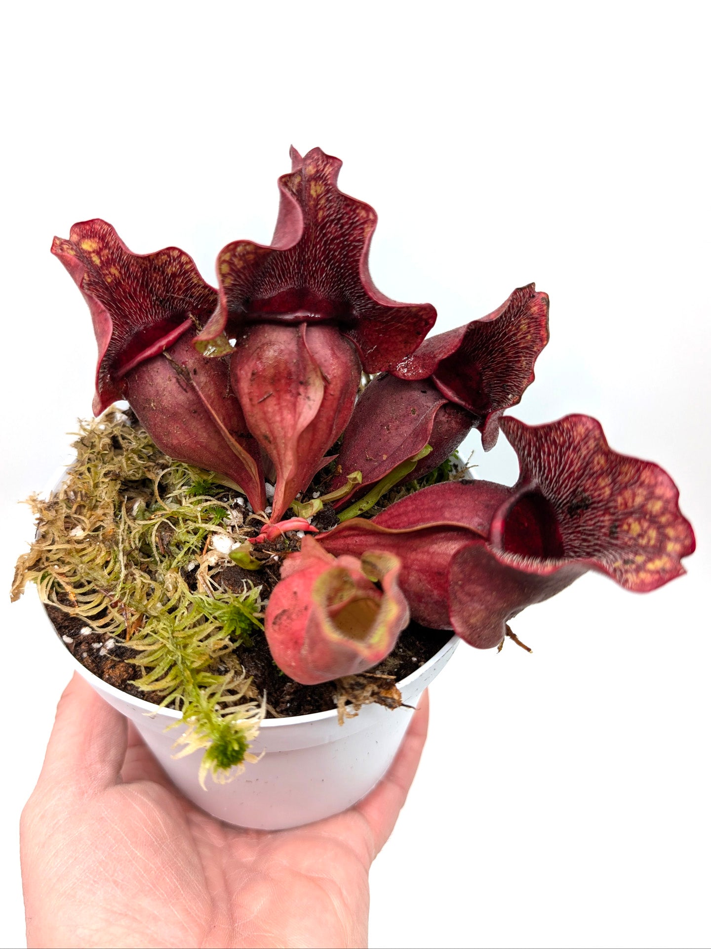 Sarracenia rosea "Chipola Giant" x "Buddha Belly"