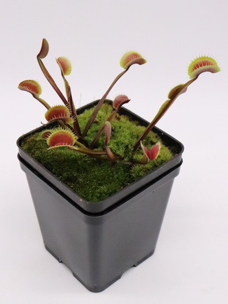 Dionaea muscipula "Clayton Red Sunset"
