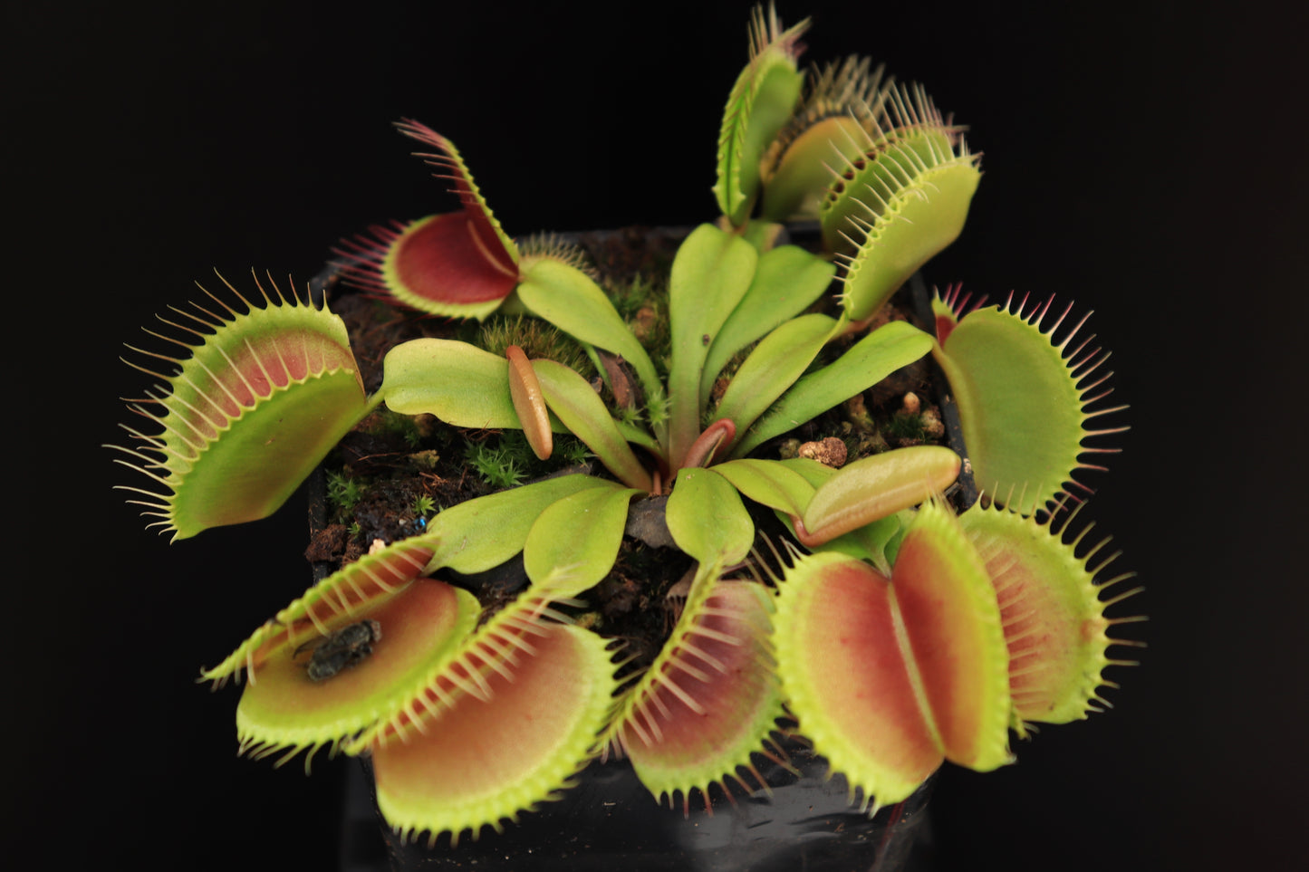 Dionaea muscipula „Clump“ Svarc