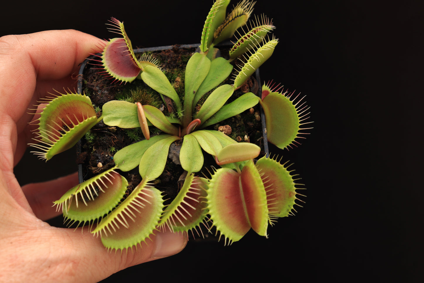 Dionaea muscipula „Clump“ Svarc