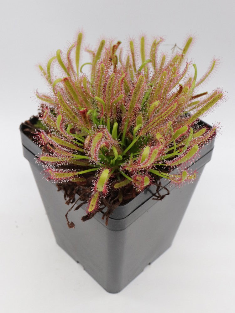 Drosera capensis "Crested" clone 1 GC