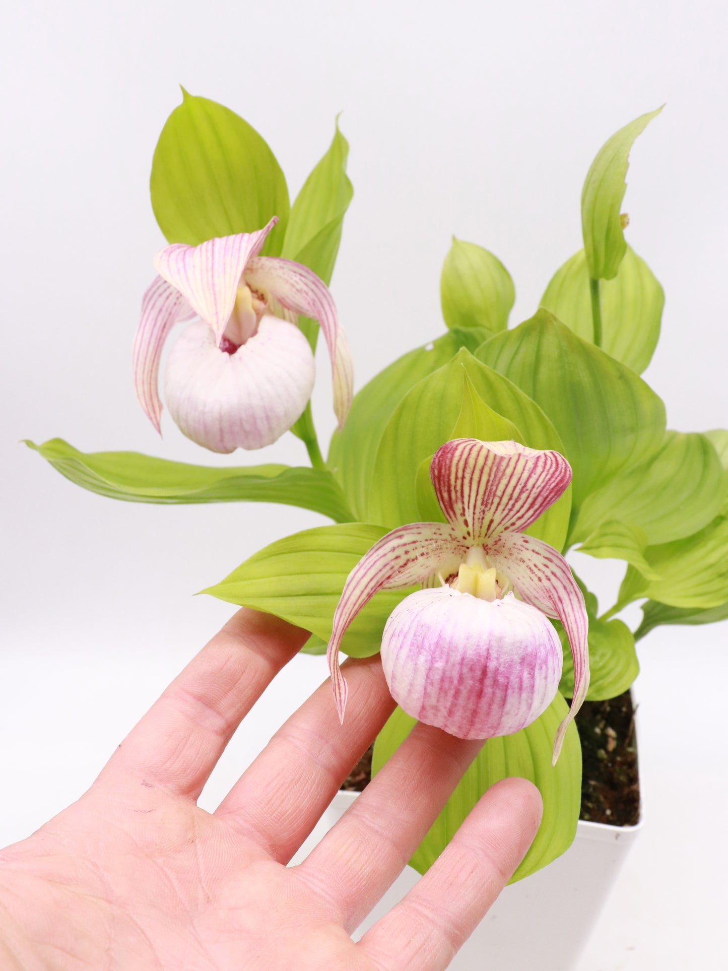 Cypripedium „Pink“ Freilandorchidee