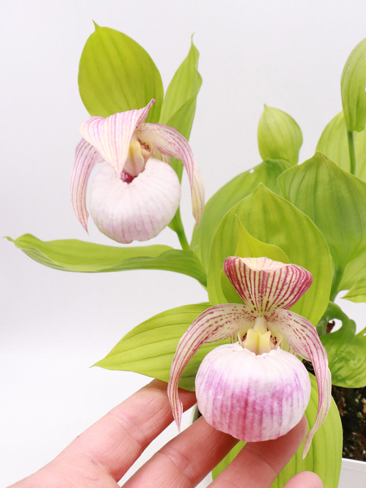 Cypripedium „Pink“ Freilandorchidee