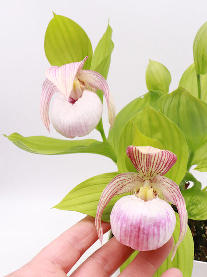 Cypripedium „Pink“ Freilandorchidee