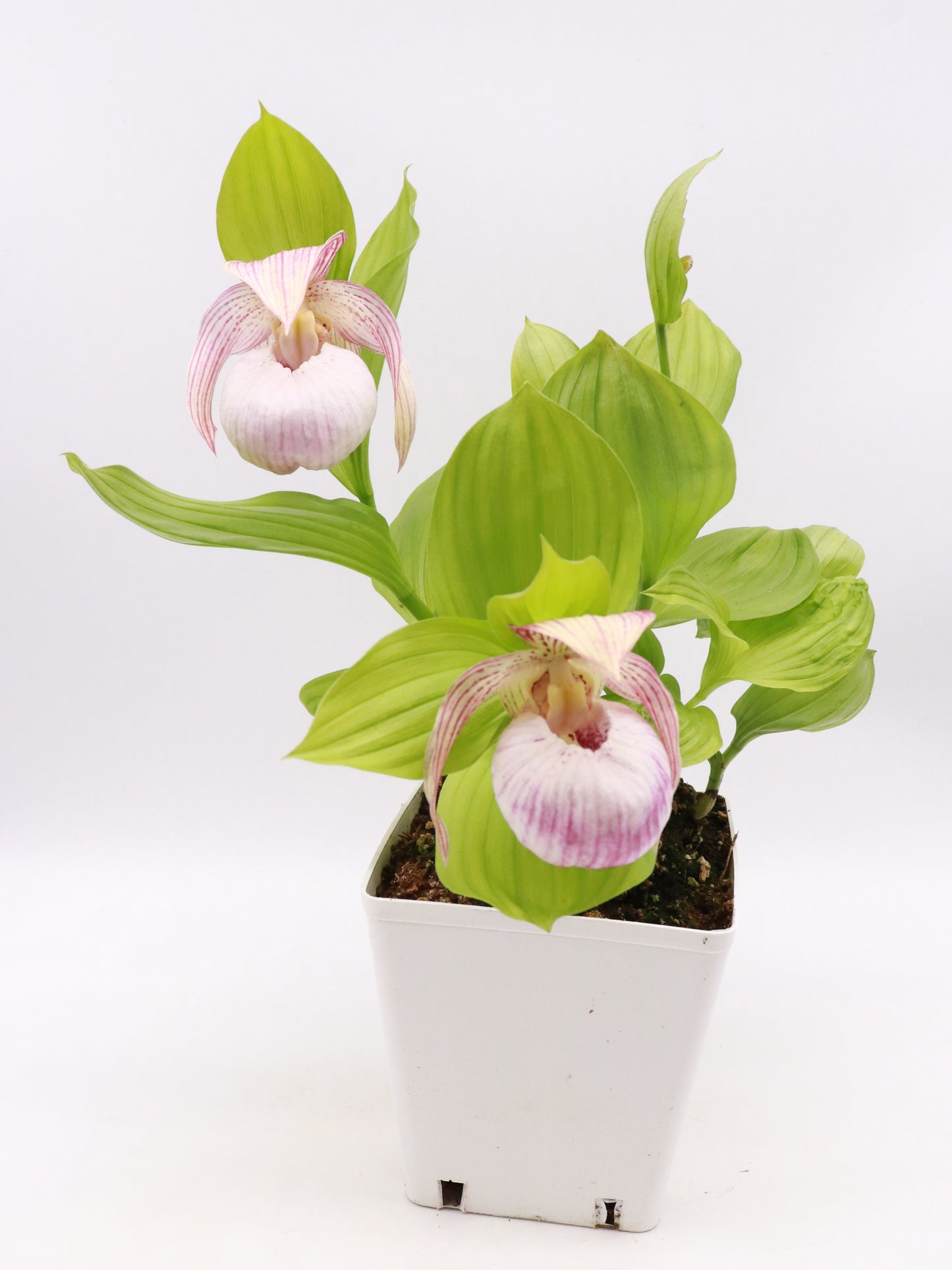 Cypripedium „Pink“ Freilandorchidee