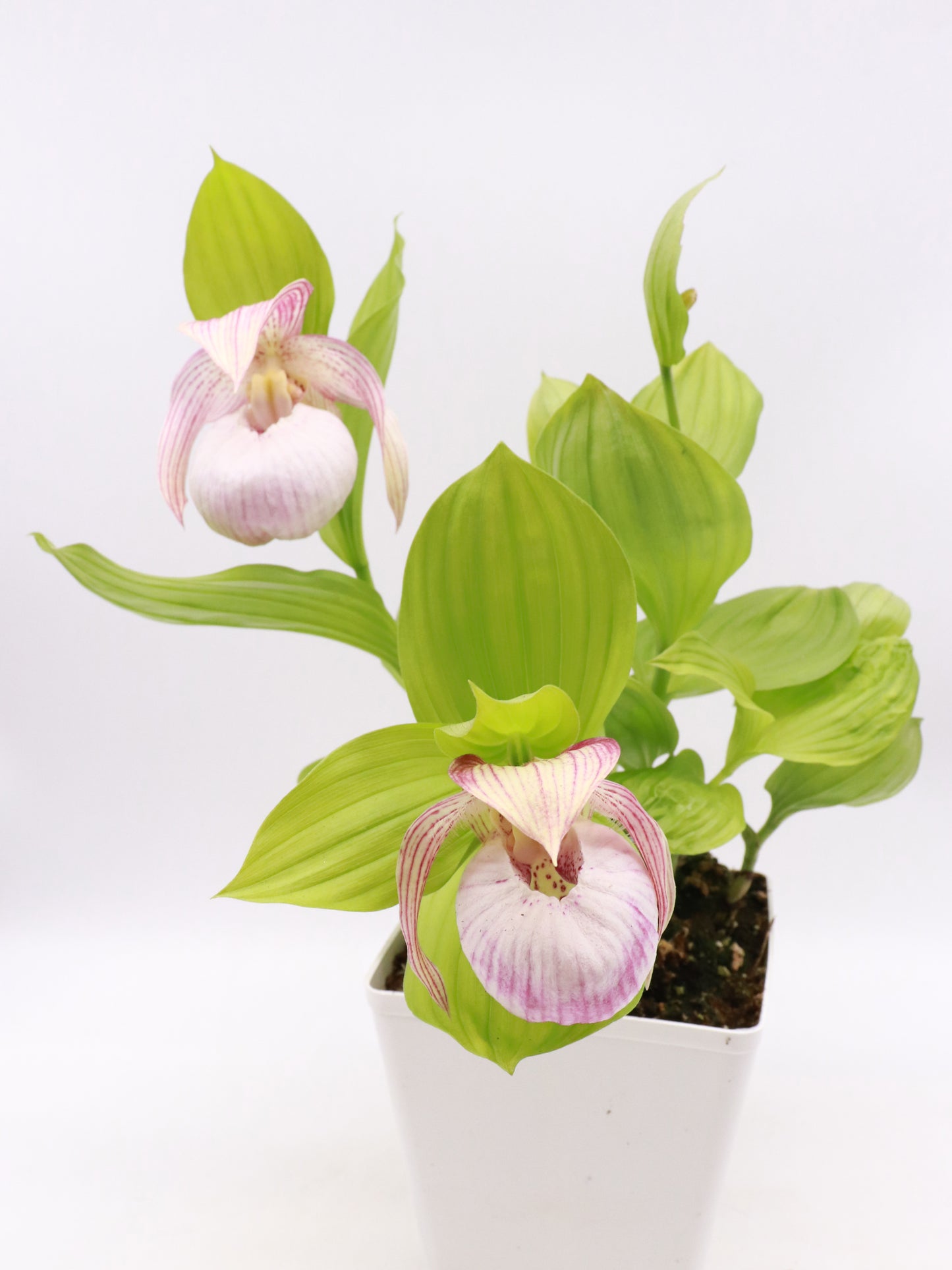 Cypripedium „Pink“ Freilandorchidee