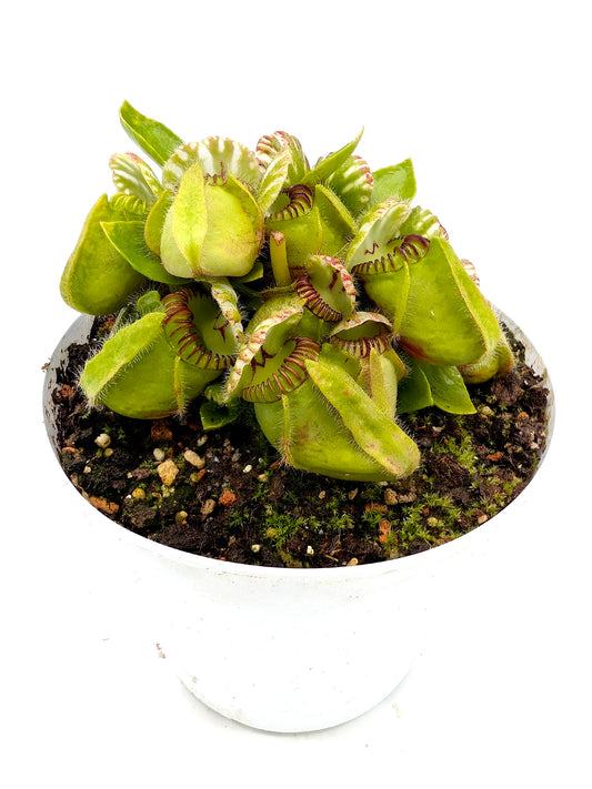 Cephalotus follicularis GC Selection 1