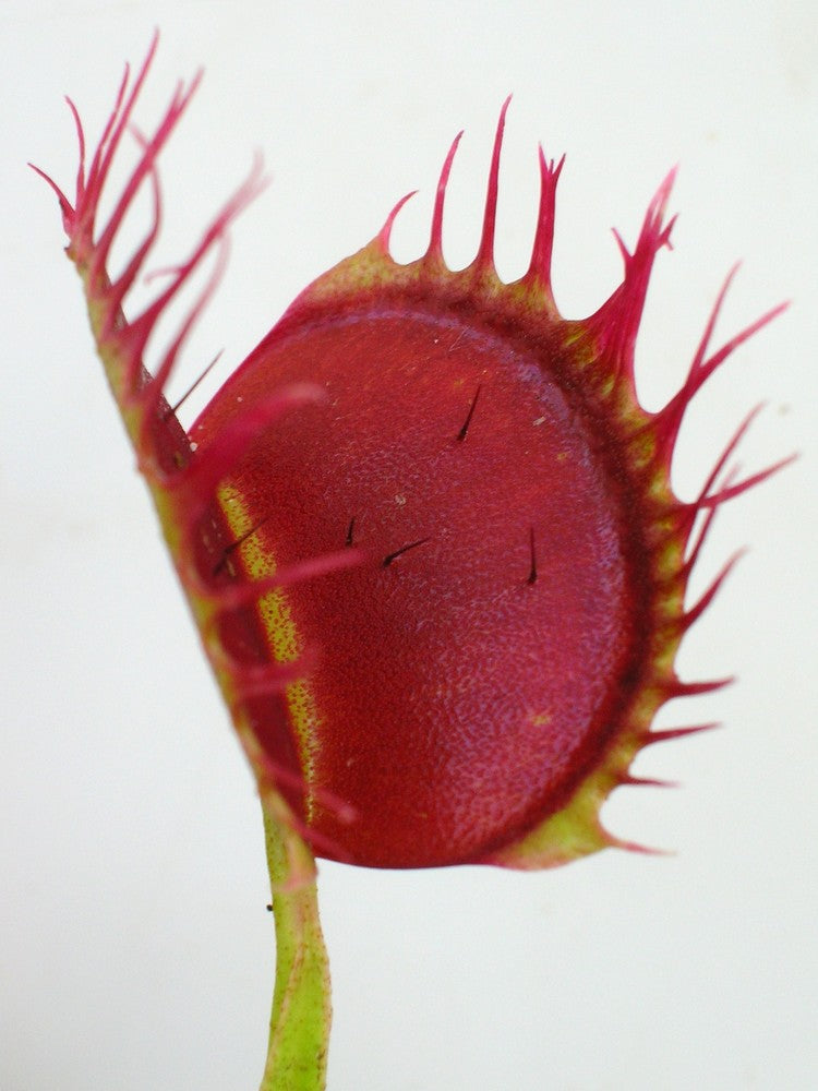 Dionaea muscipula  Cropped tooth
