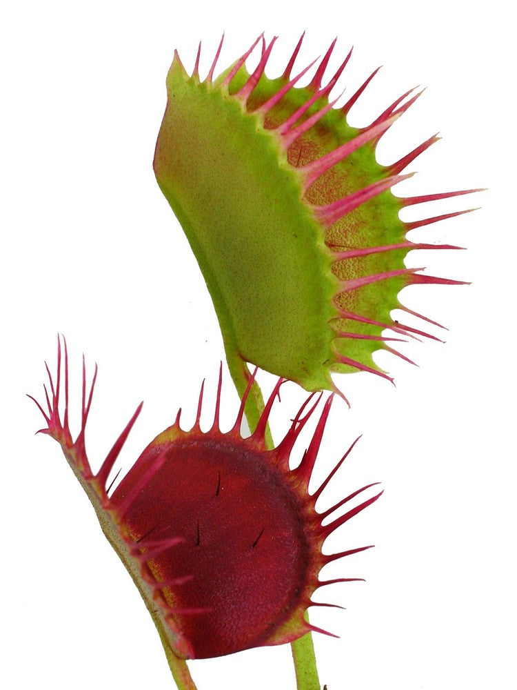 Dionaea muscipula  Cropped tooth