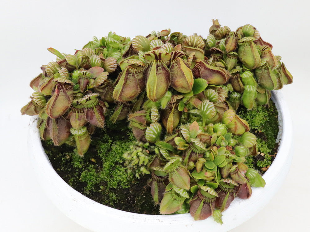 Cephalotus follicularis "Danish Clone"