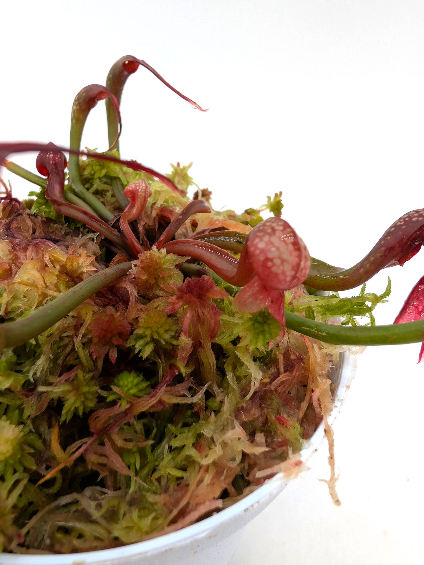 AUCTION 8 : Darlingtonia californica "Red Alpine Form" Del Norte Co., California 2 Growing points