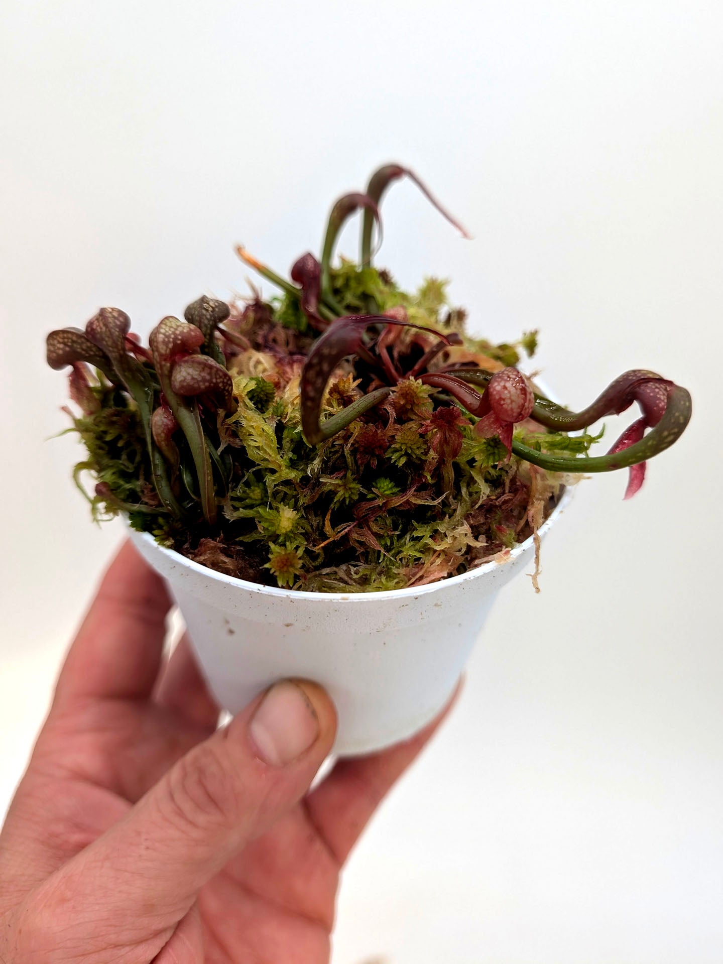 AUCTION 8 : Darlingtonia californica "Red Alpine Form" Del Norte Co., California 2 Growing points
