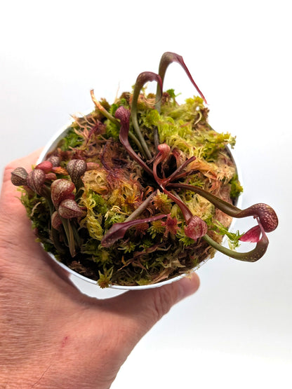 AUCTION 8 : Darlingtonia californica "Red Alpine Form" Del Norte Co., California 2 Growing points