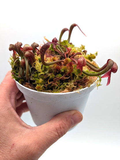 AUCTION 8 : Darlingtonia californica "Red Alpine Form" Del Norte Co., California 2 Growing points