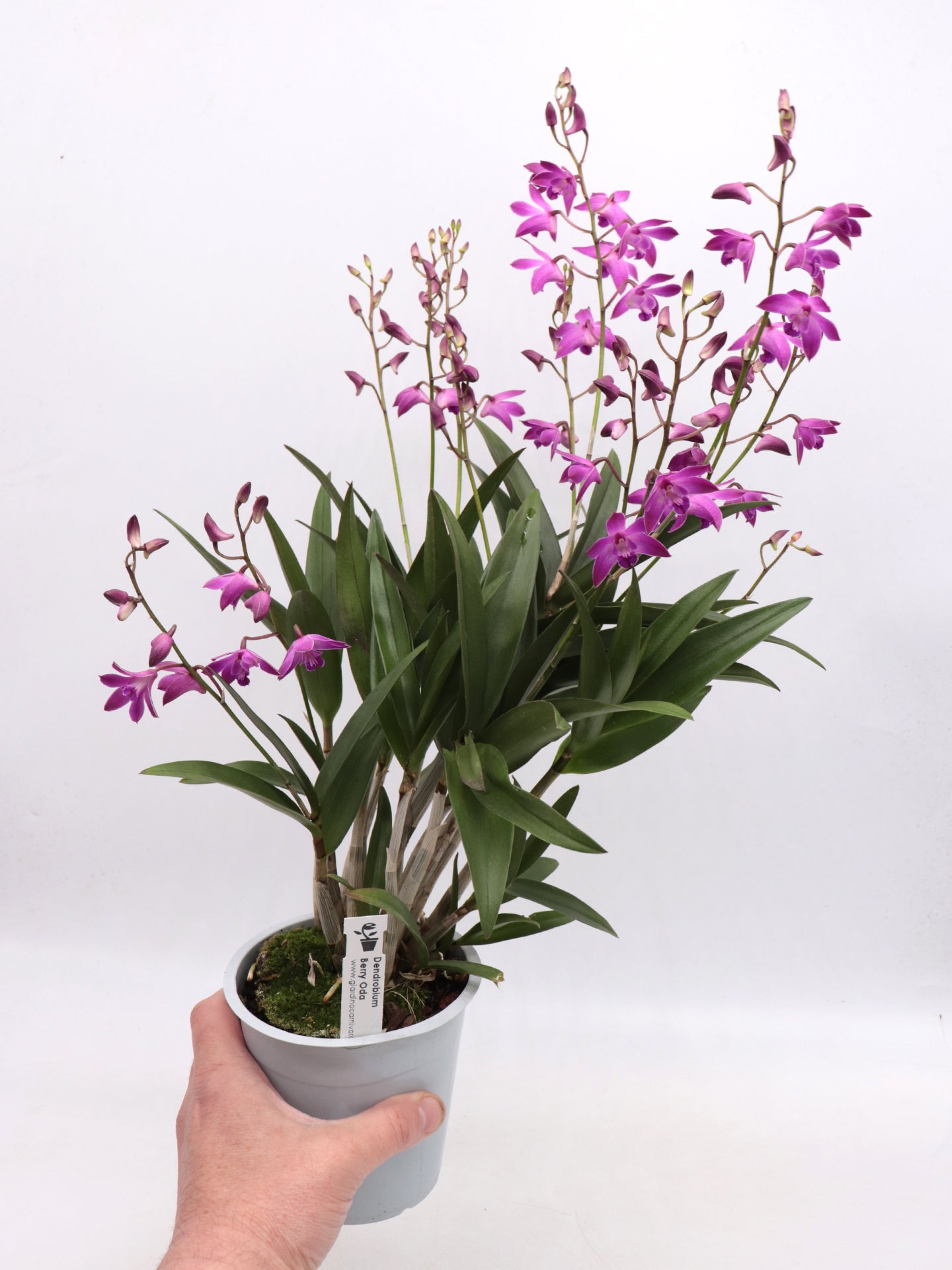 Dendrobium Berry Oda