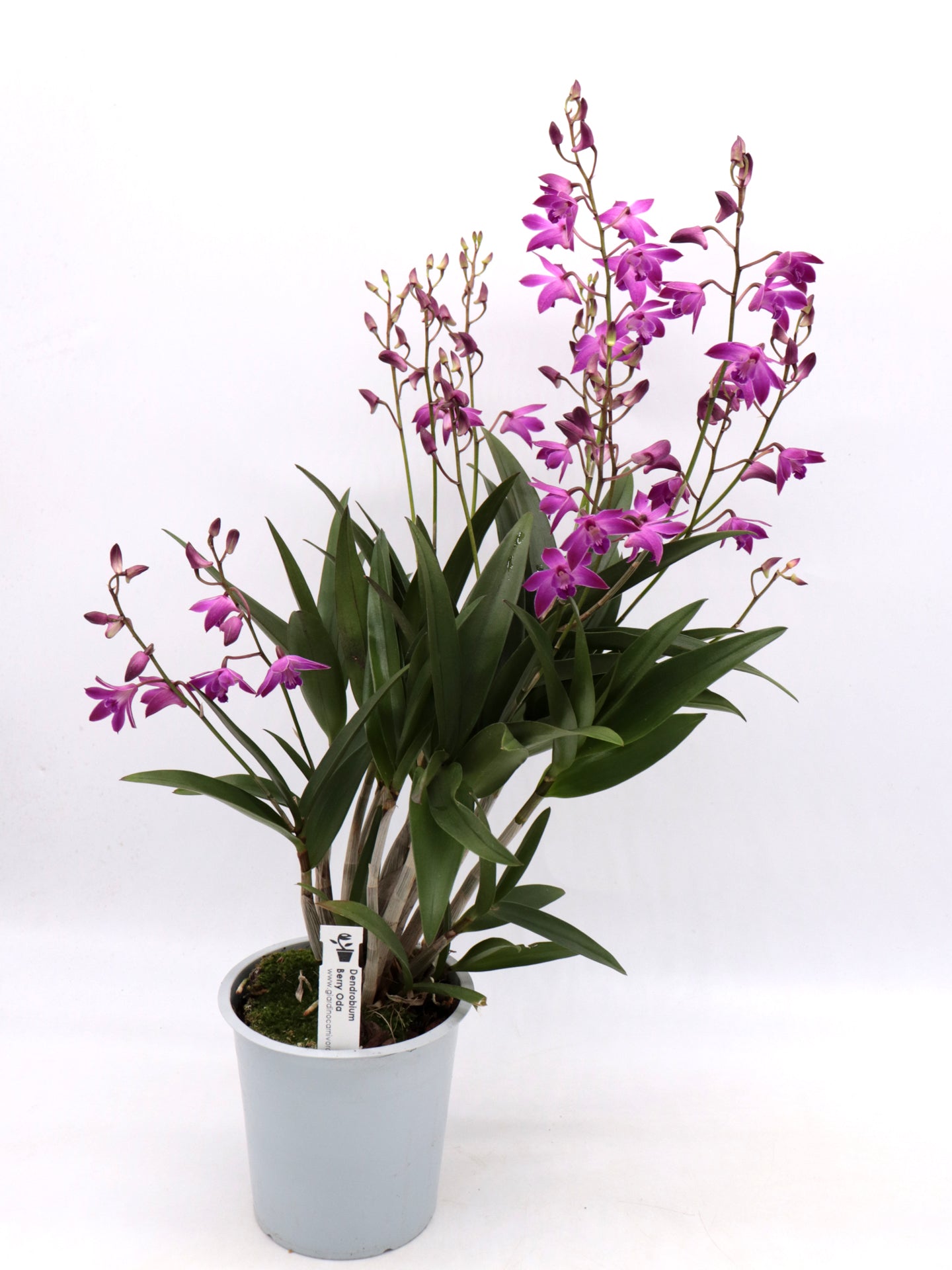 Dendrobium Berry Oda