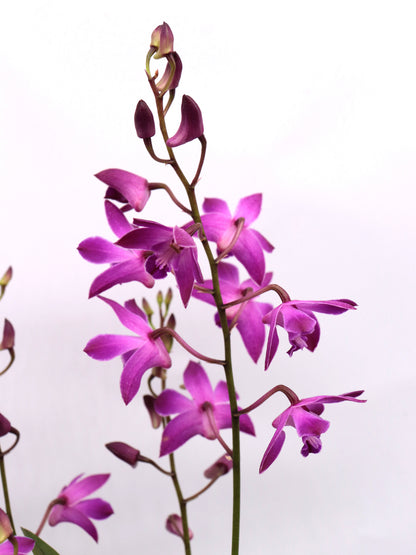 Dendrobium Berry Oda