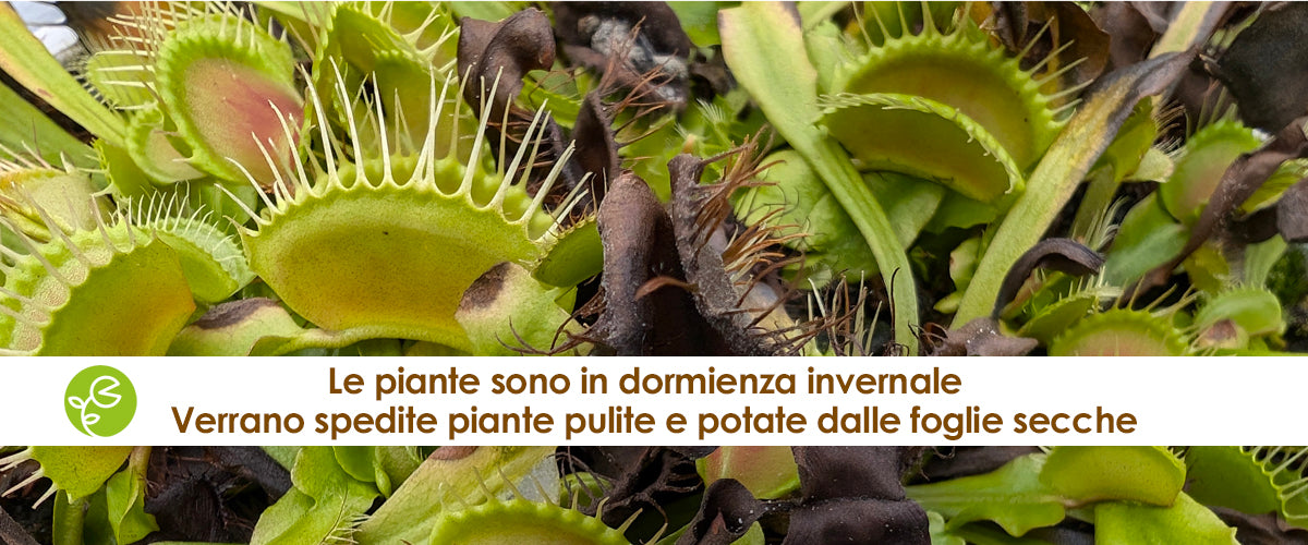 Slide immagine