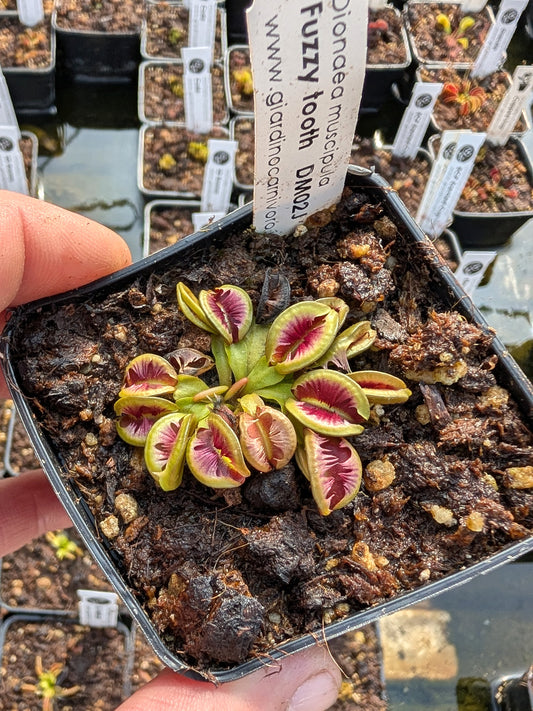 Dionaea muscipula Fuzzy tooth DM02J BCP