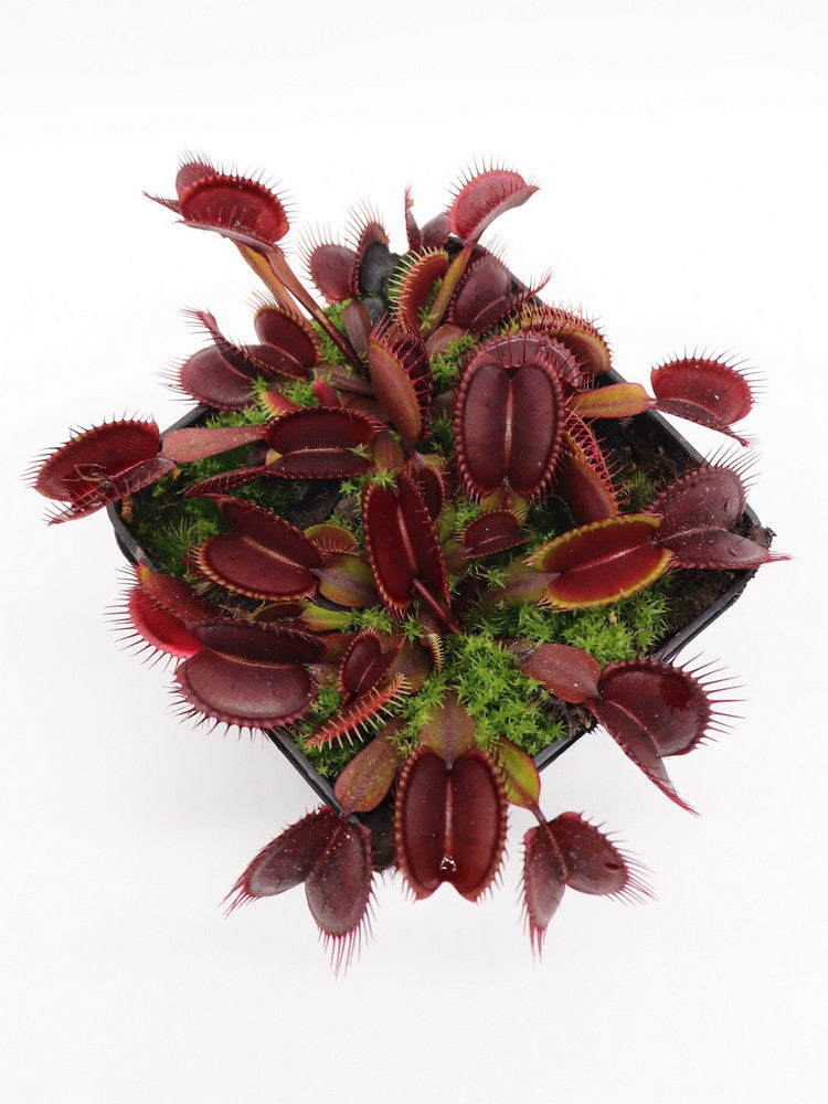 Dionaea muscipula  Akai ryu