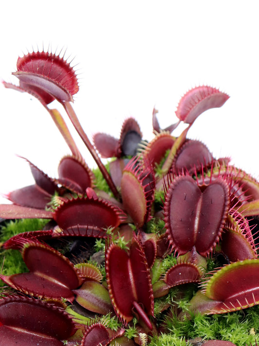 Dionaea muscipula 'Roter Drache'