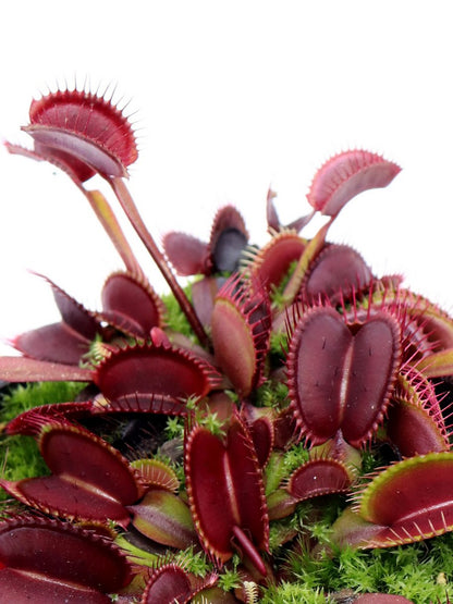 Dionaea muscipula  Akai ryu