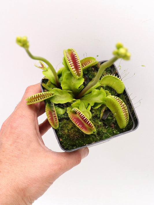 Dionaea muscipula GC Alien