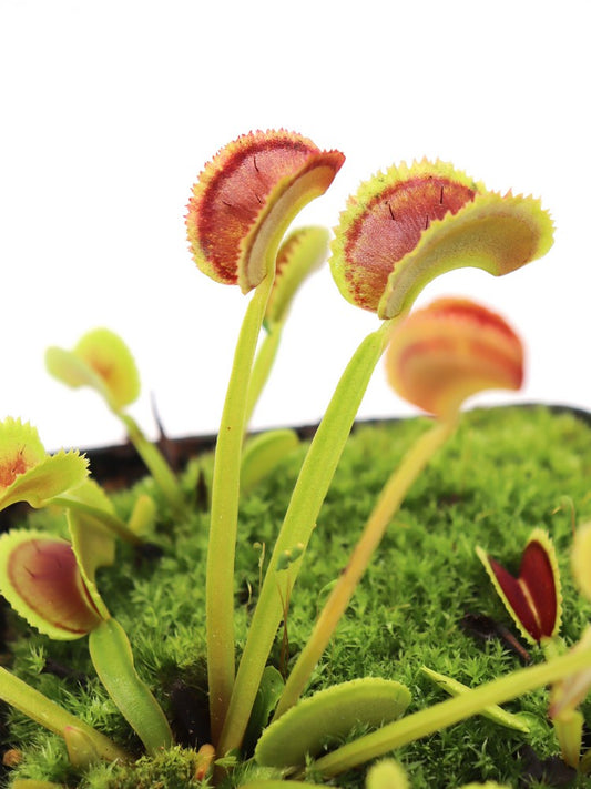 Dionaea muscipula „Bärenfalle“