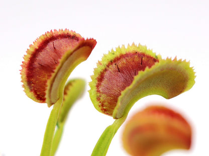 Dionaea muscipula "Bear trap"