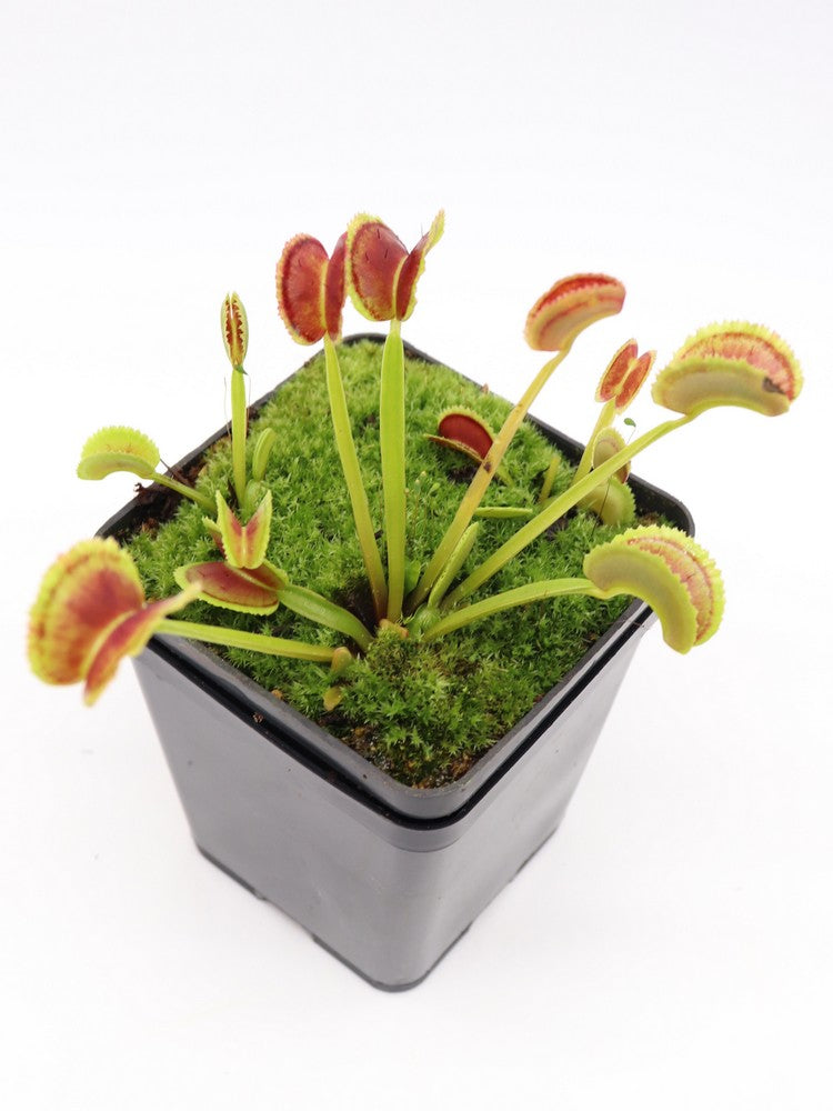 Dionaea muscipula "Bear trap"