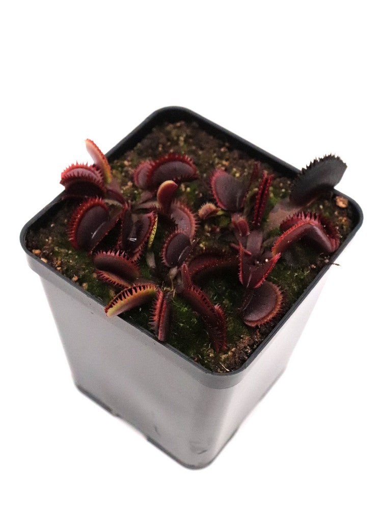 Dionaea muscipula 'Bohemian garnet'