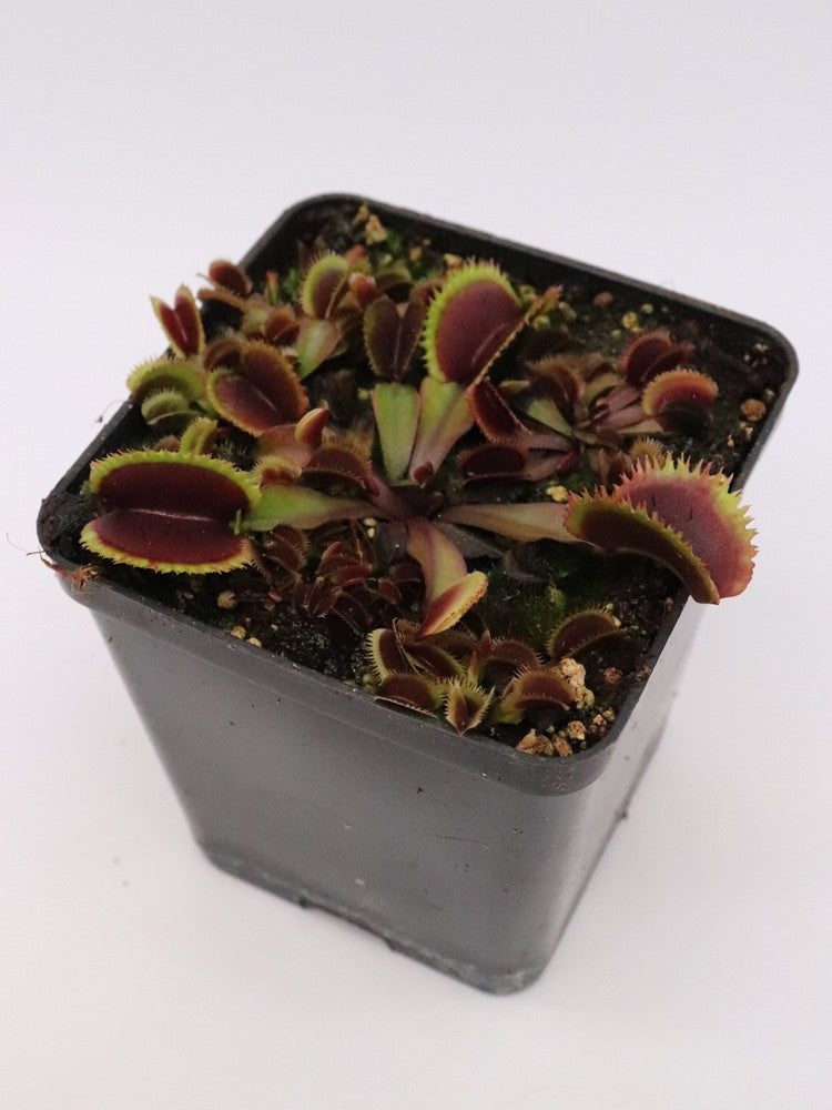 Dionaea muscipula 'Bohemian garnet'