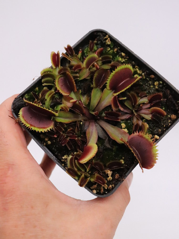 Dionaea muscipula 'Bohemian garnet'