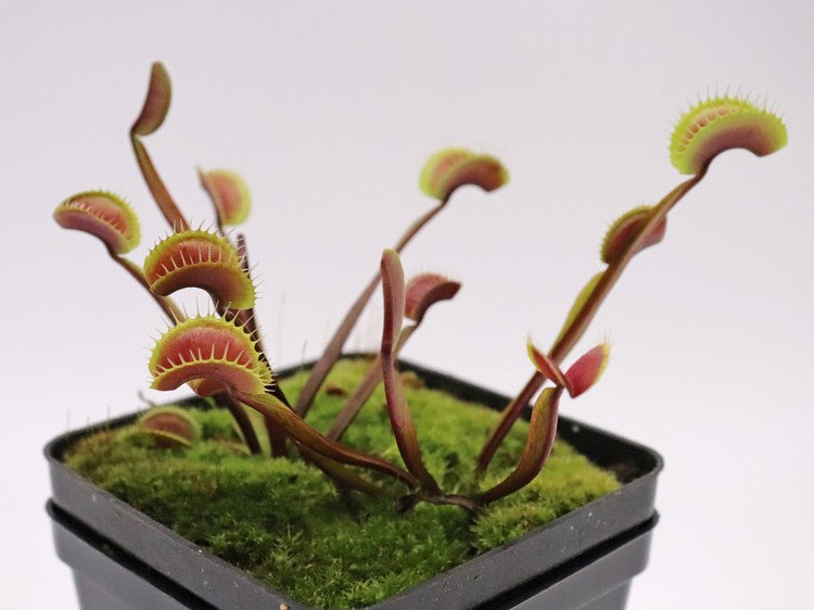 Dionaea muscipula "Clayton Red Sunset"