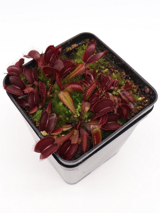 Dionaea muscipula „Claytons Vulkanrot“