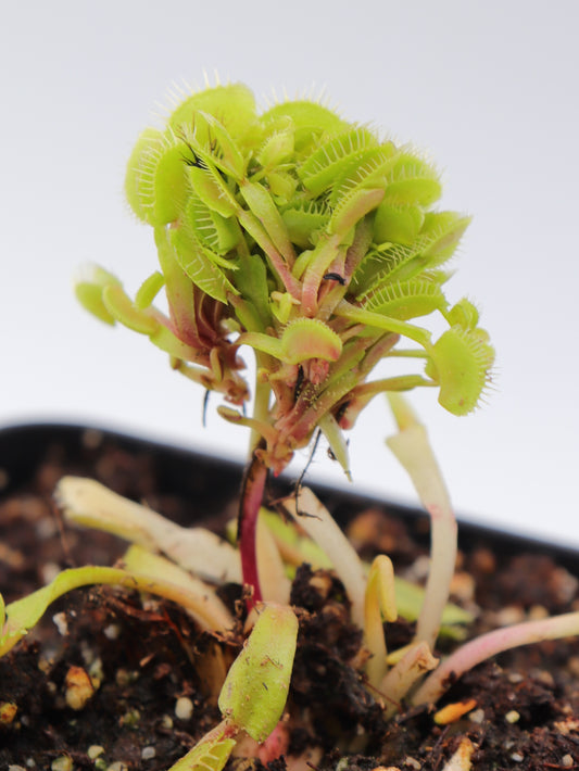 Dionaea muscipula  Cluster trap