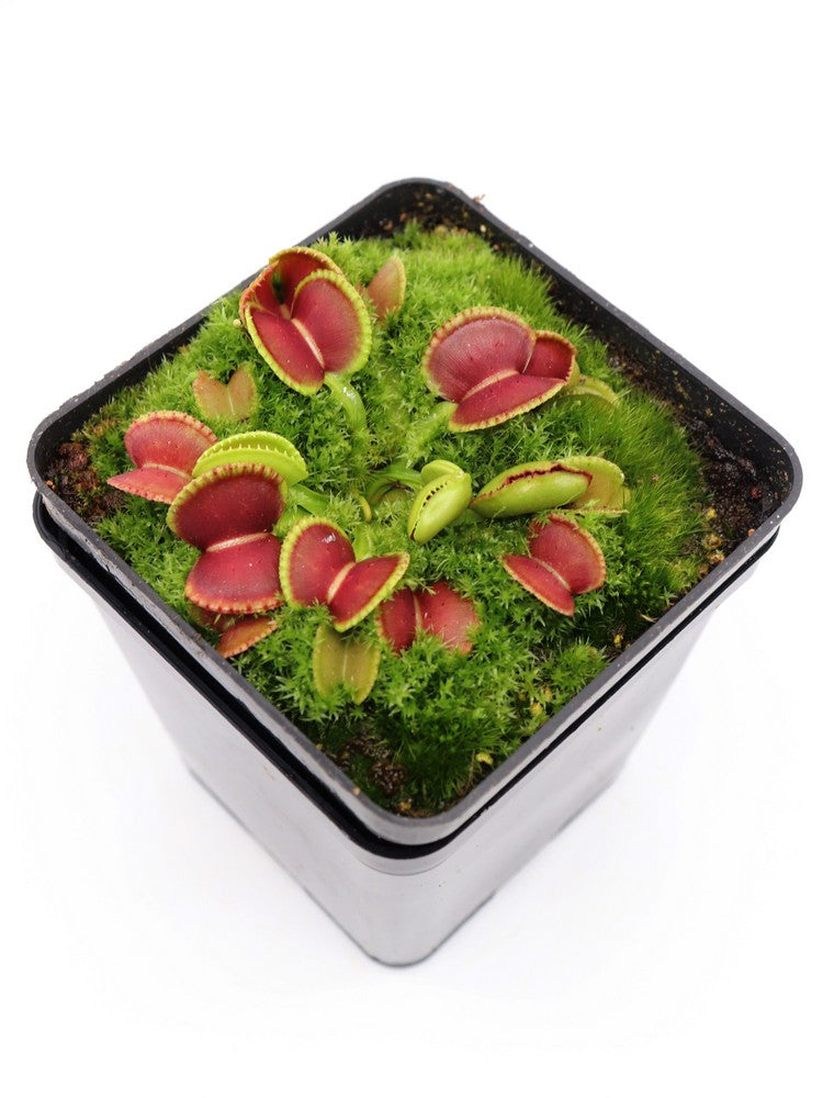 Dionaea muscipula 'Coquillage'