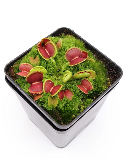 Dionaea muscipula 'Coquillage'