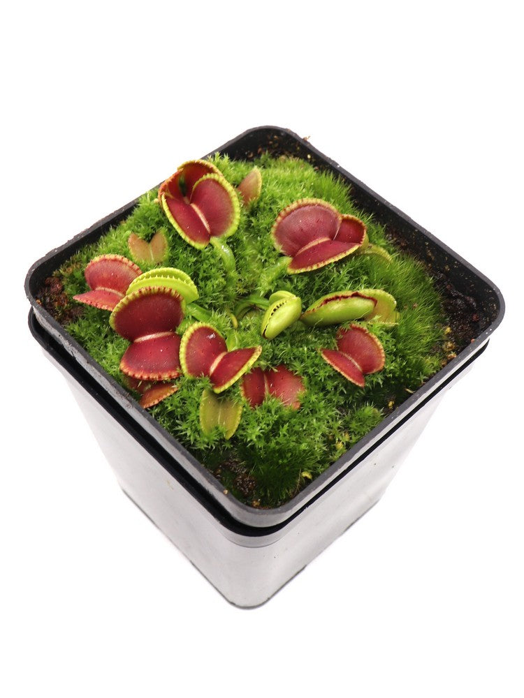 Dionaea muscipula 'Coquillage'