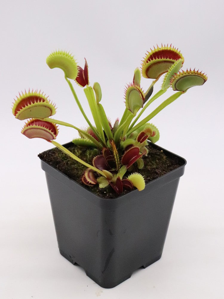 Dionaea muscipula Dracula