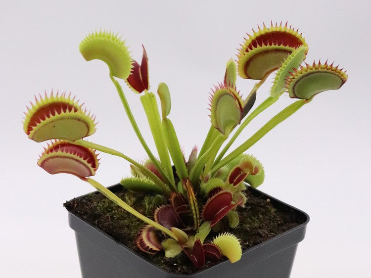 Dionaea muscipula Dracula