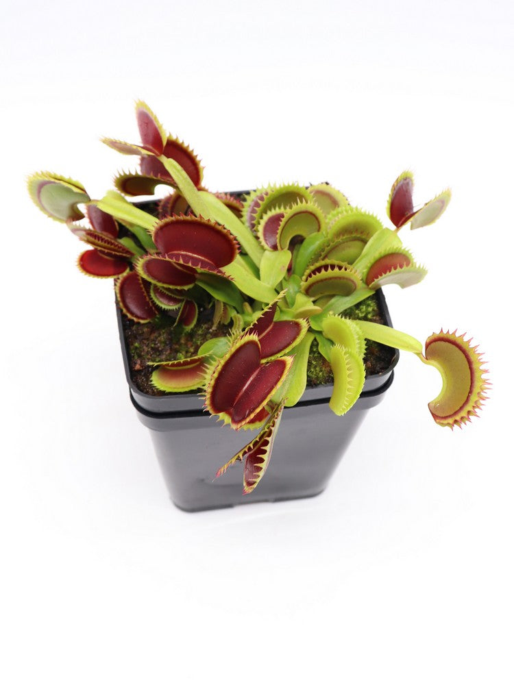 Dionaea muscipula Dracula