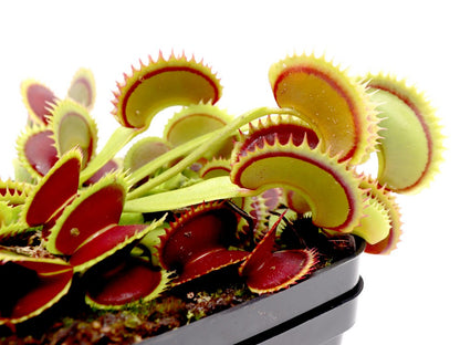 Dionaea muscipula Dracula