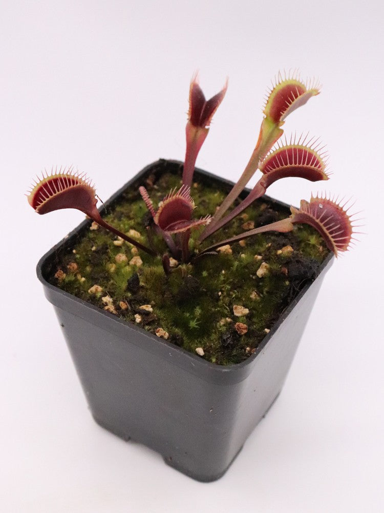 Dionaea muscipula 'Red fused petiole'  F04 BCP