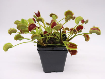 Dionaea muscipula "Fake Dracula"