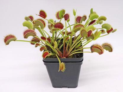 Dionaea muscipula "Fake Dracula"